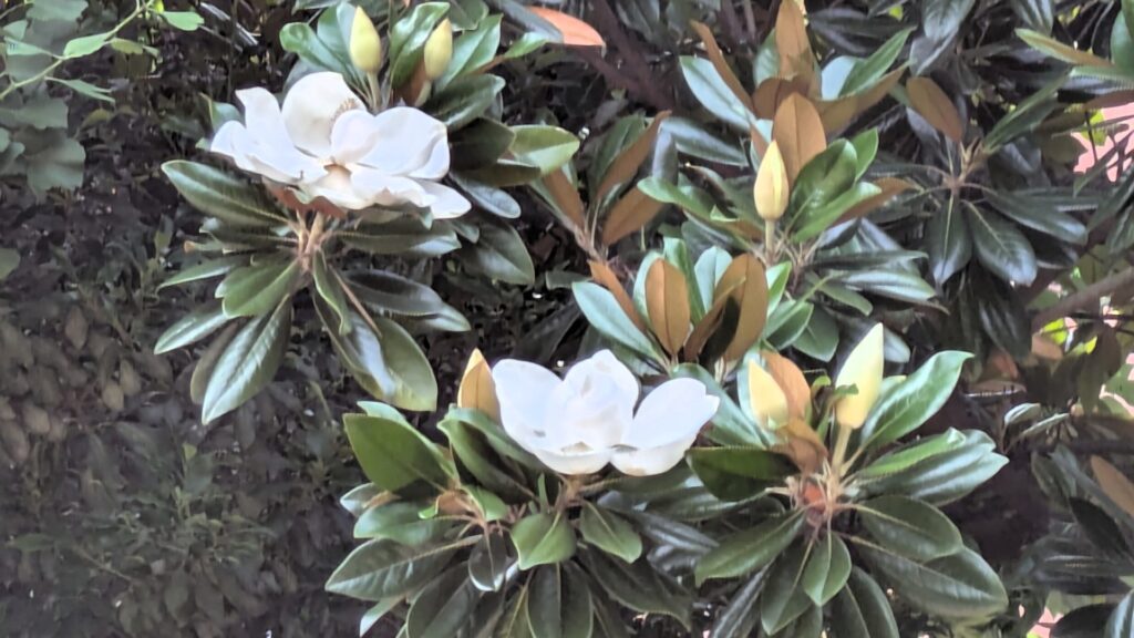 境内に咲く白いタイサンボクと思われる花